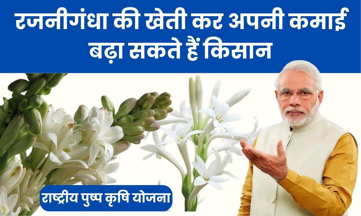 Rajnigandha Flower Farming: रजनीगंधा की खेती कर अपनी कमाई बढ़ा सकते हैं किसान, ऊंचे दामों पर बिकता है फूल और शहरों में रहती है मांग