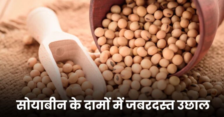 सोयाबीन के दामों में जबरदस्त उछाल! किसानों की मेहनत को मिलेगा सही मोल